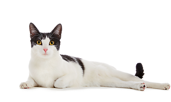 cat picture
