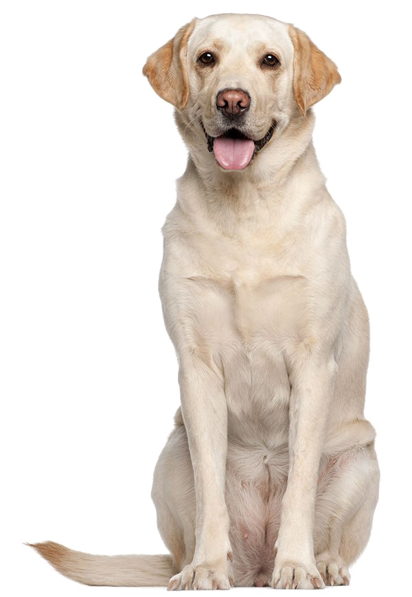 labrador picture